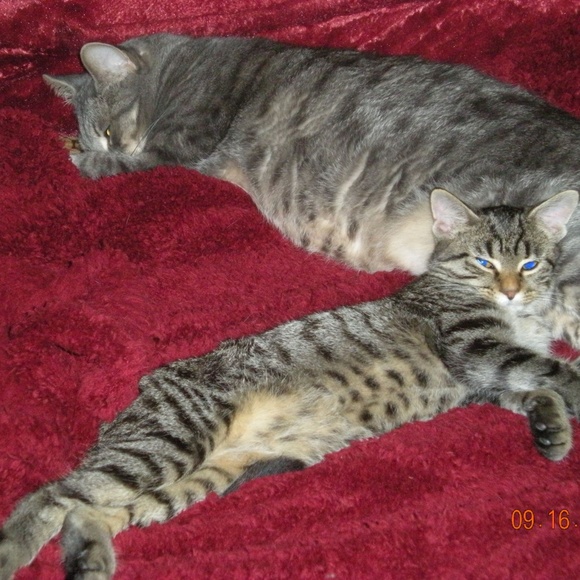 Meet your Posher, Joy - Picture 3 of 3